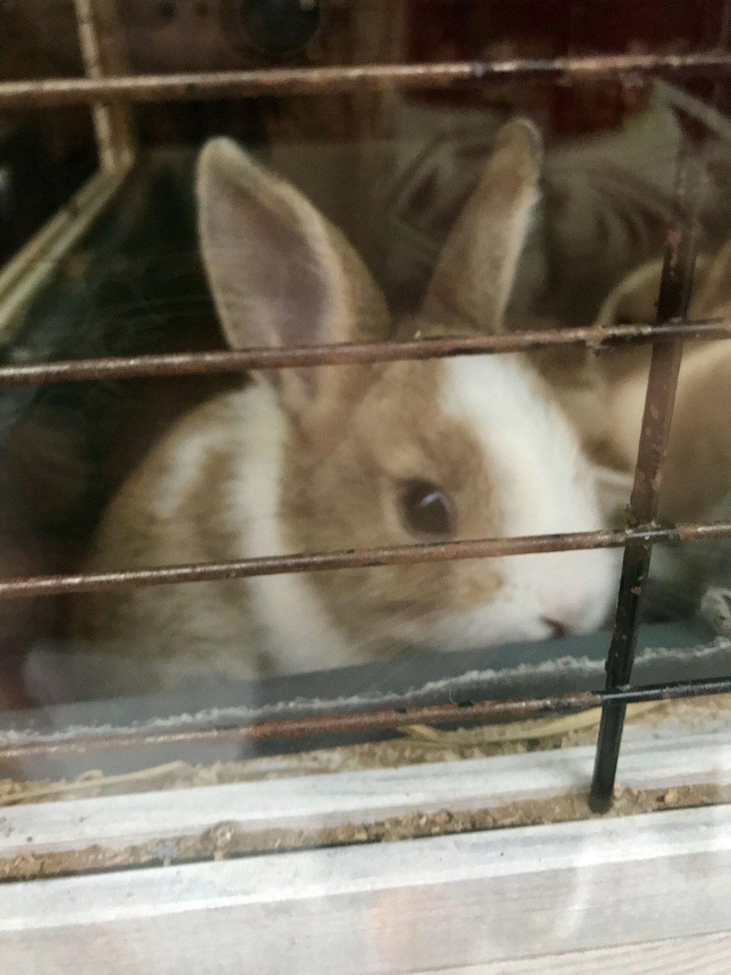 Bunny || Cage || Caged || Rabbit || Baby || Cute || Shop || Animal || Animals || Poor bunnies