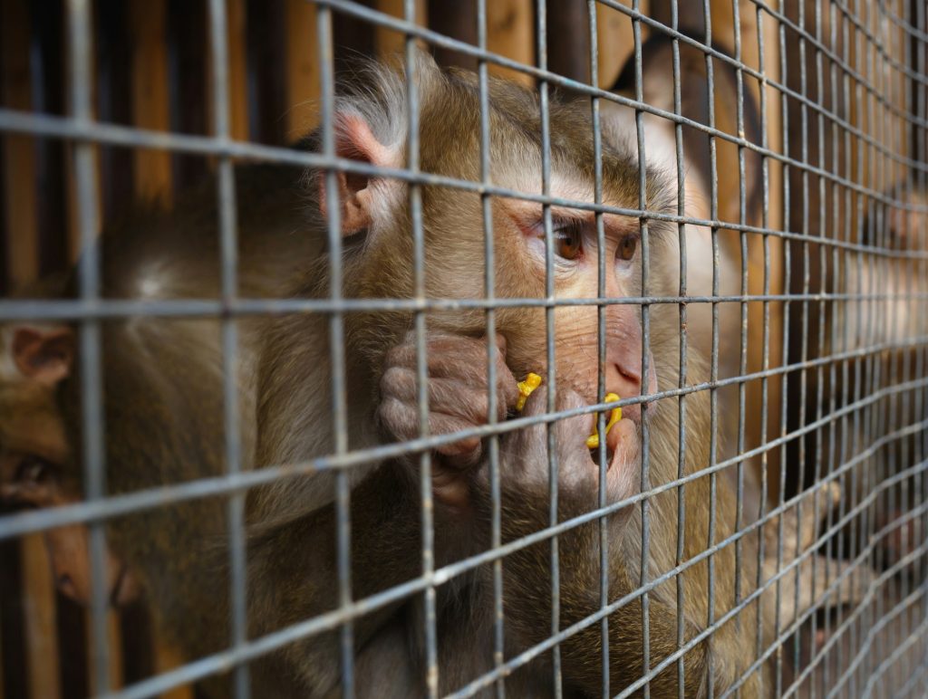 sad monkey behind bars eating